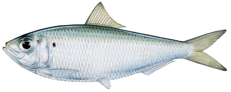 Scaled Sardine
