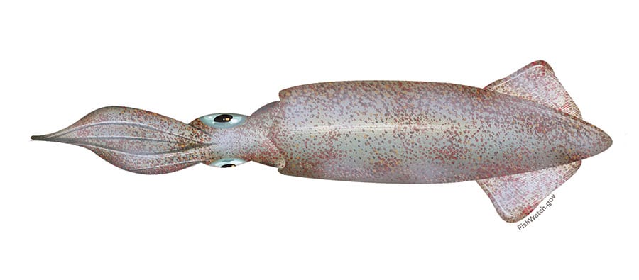 Opalescent inshore squid