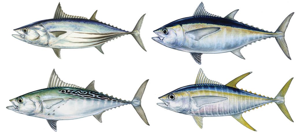 Tuna Baits