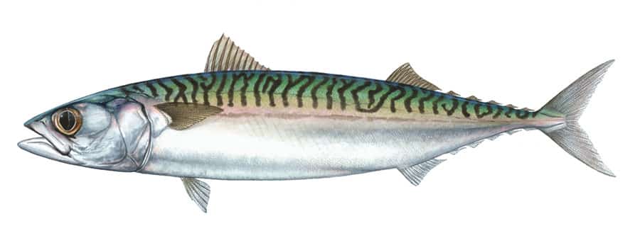 Atlantic Mackerel