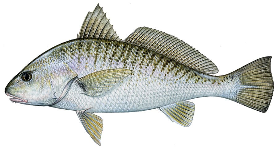 Atlantic Croaker