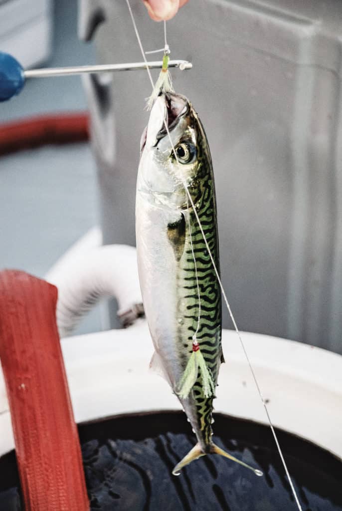 Atlantic mackerel hooked for bait