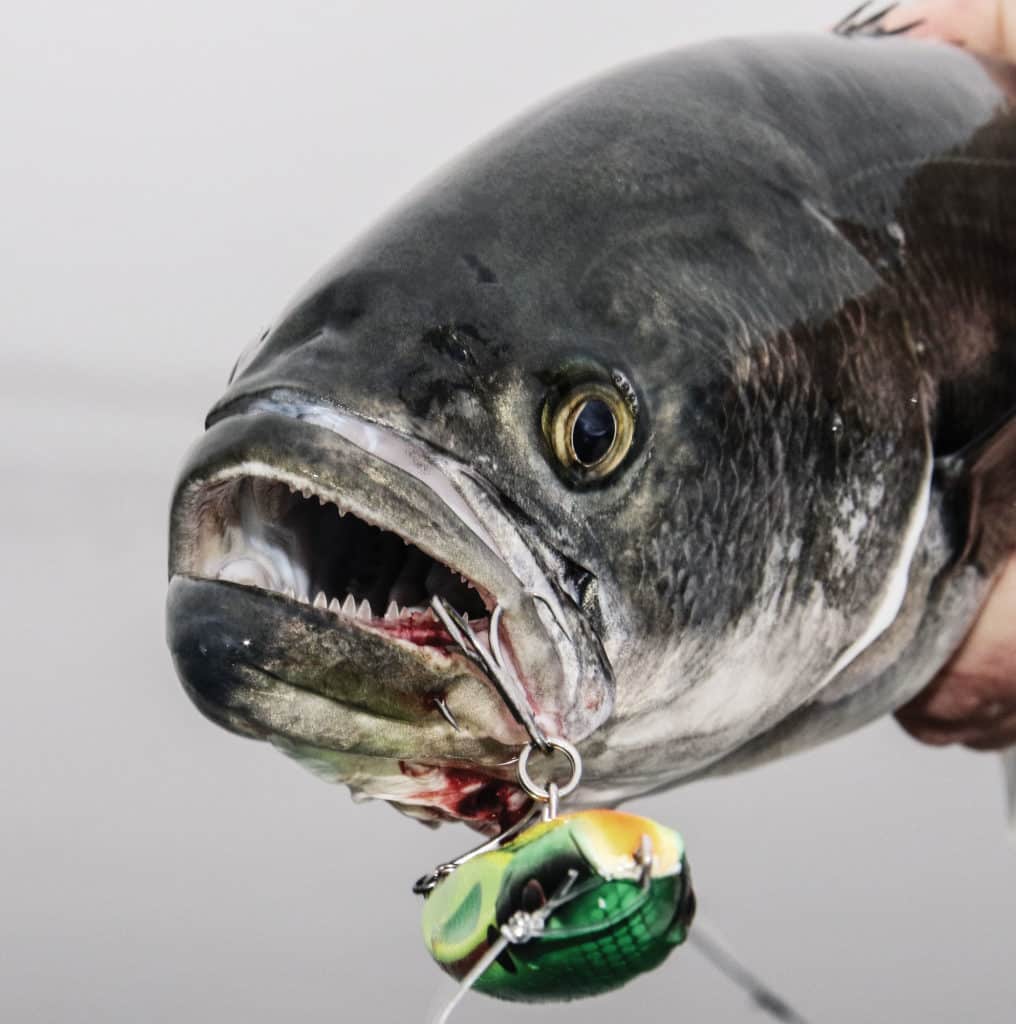 Back-Bay Bluefish Action in New York