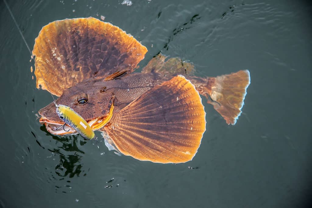 Sea robin attacks surface lure