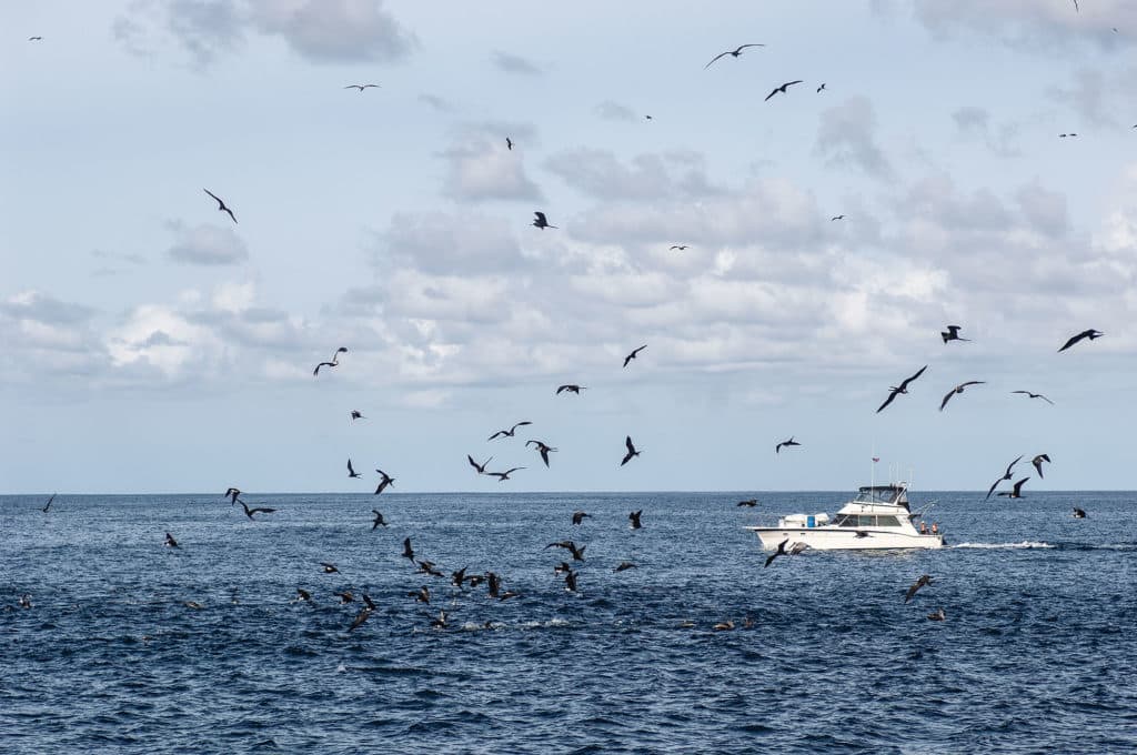 Today's radar units can identify birds