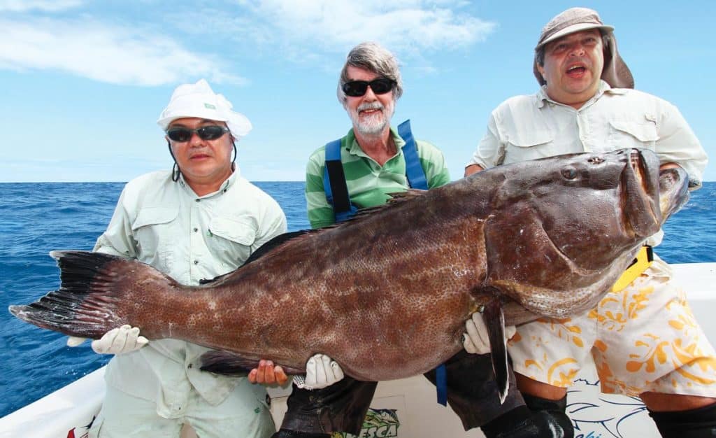 Three fishermen holding a large black grouper fish