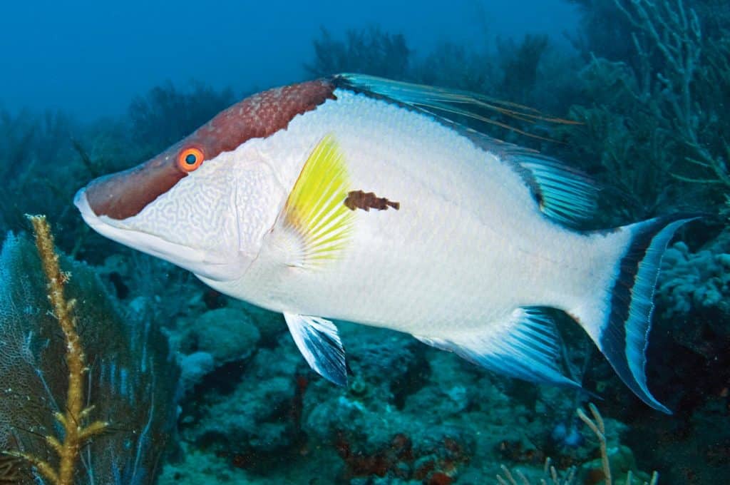 Large hogfish wrasse swimming underwater