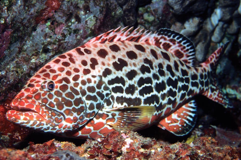 Yellowfin grouper swimming underwater