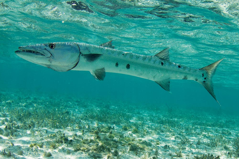 Great barracuda fish swimming underwater