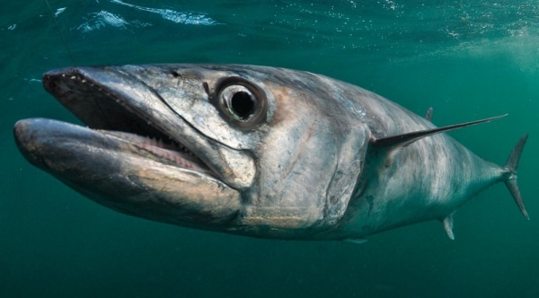 How to Catch King Mackerel - Fishing Tips