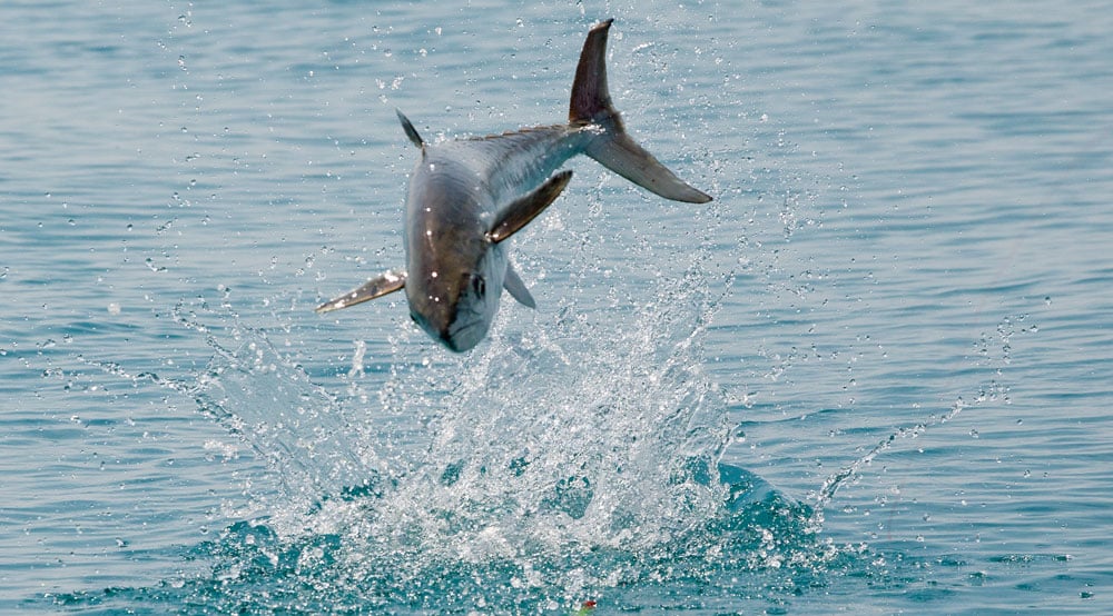 Jumping kingfish