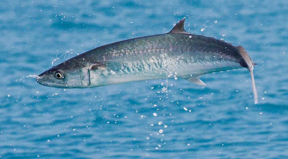 Jumping king mackerel