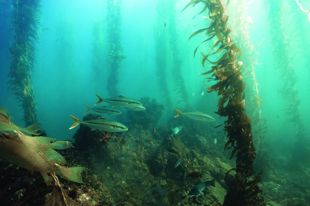 Underwater kelp forest Channel islands deep sea fishing