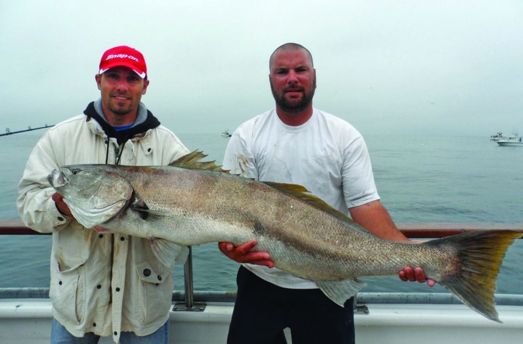 Anglers holding white sea bass caught fishing spawning market squid Santa Rosa, Channel Islands