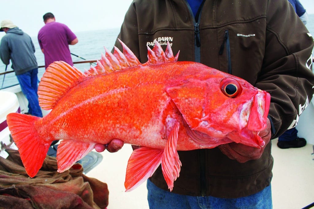 Vermillion rockfish caught fishing Channel Islands