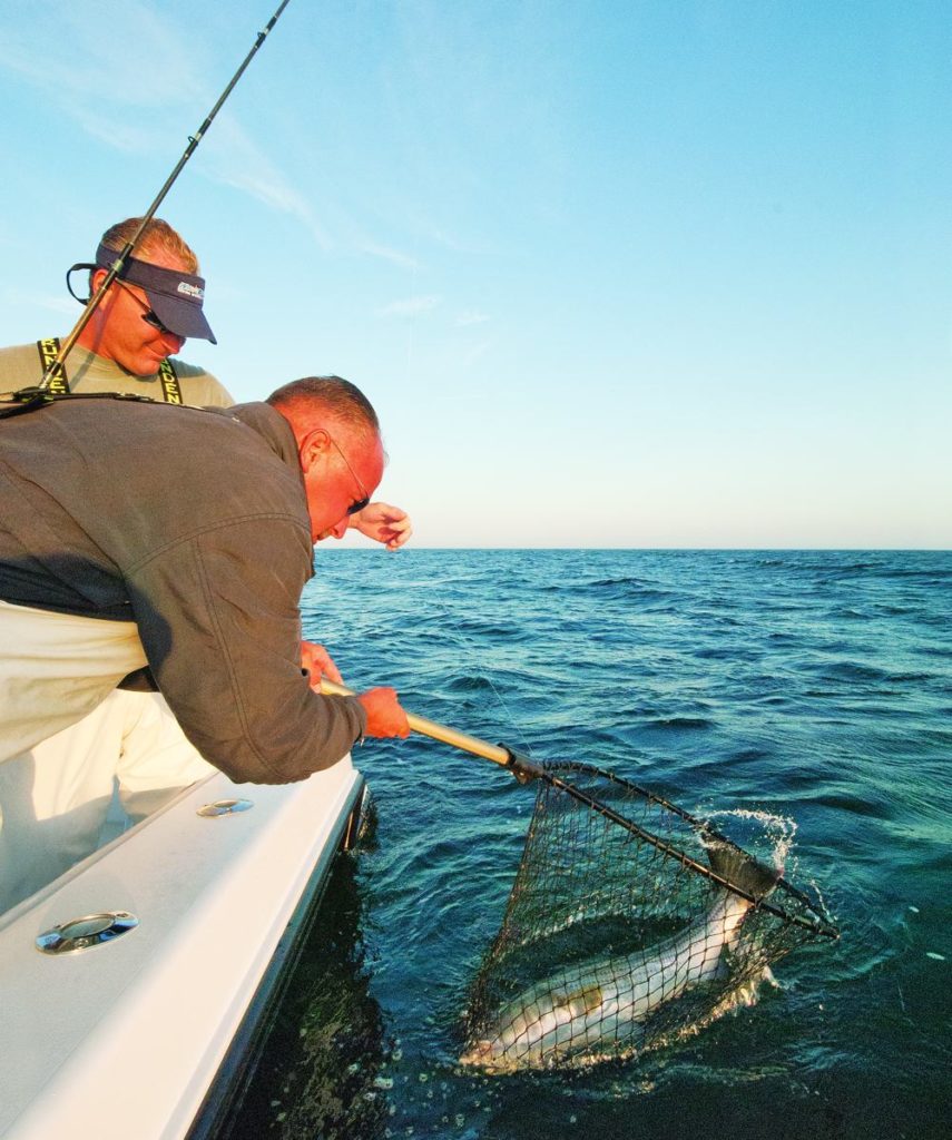 Two anglers on a fishing boat netting a striper fish in deep water