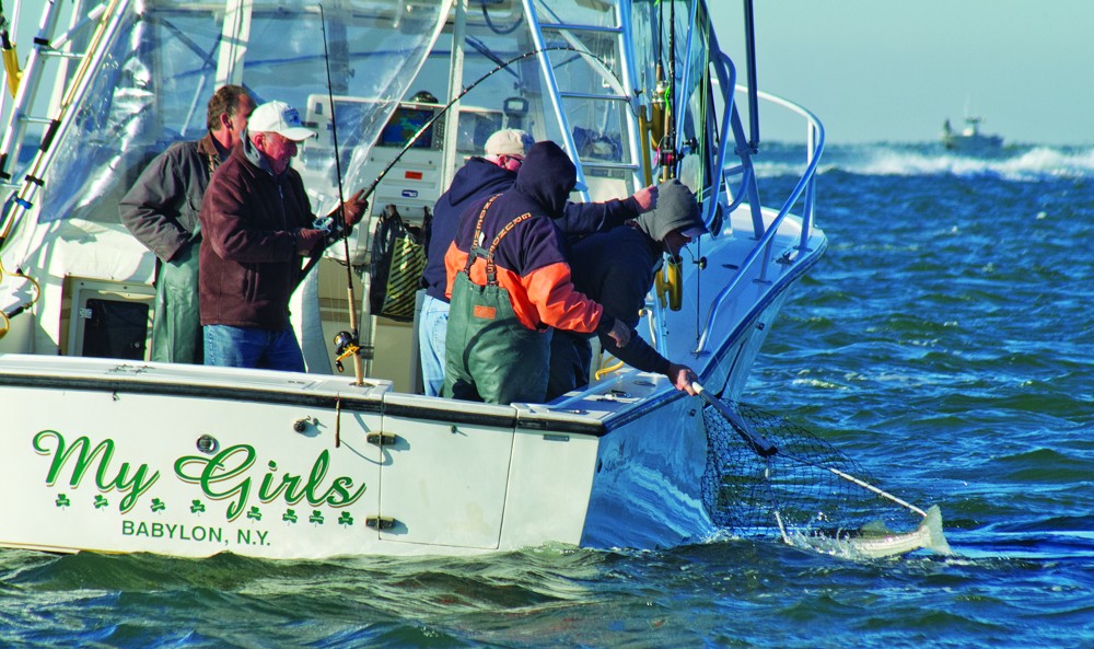 Anglers on a New York fishing boat netting a big striper caught structure fishing boulders or small pieces of wreckage on the bottom