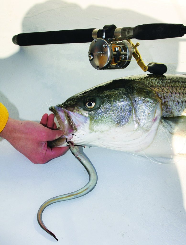 A striped bass hooked on a live eel fishing bait with a conventional fishing reel on the deck of a sportfishing boat