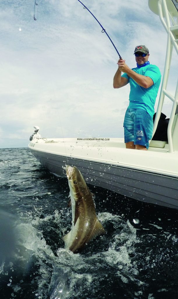 A hooked cobia leaps by the boat