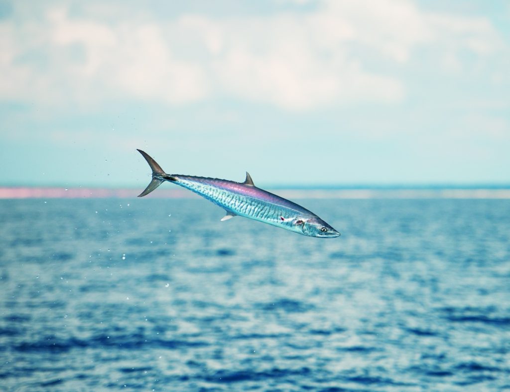 Strange Fishes From the Deep — Narrowbarred Spanish mackerel