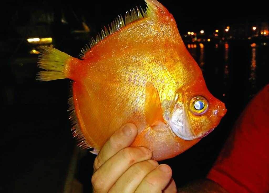 Strange Fishes From the Deep — Boarfish
