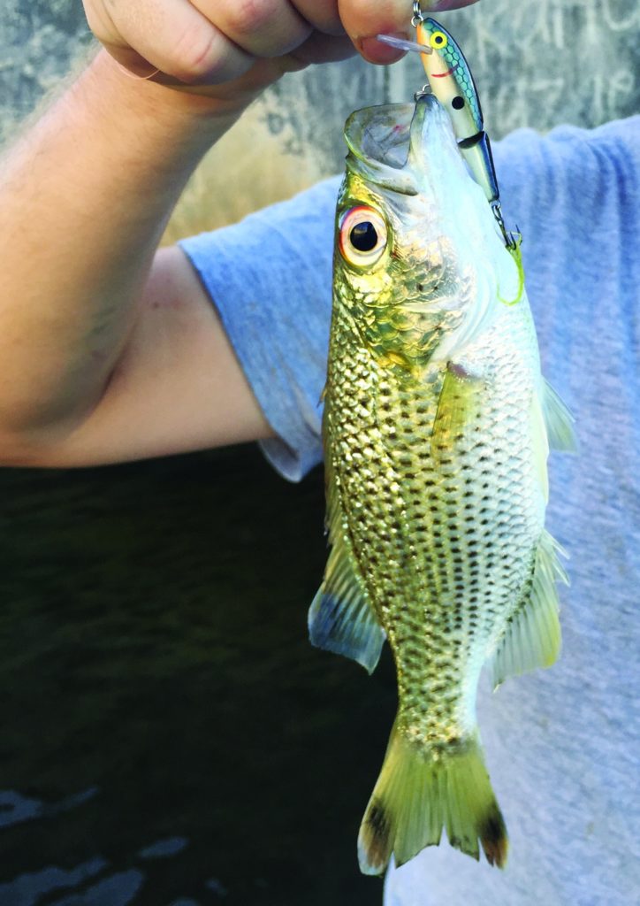 Strange Fishes From the Deep — Jungle Perch