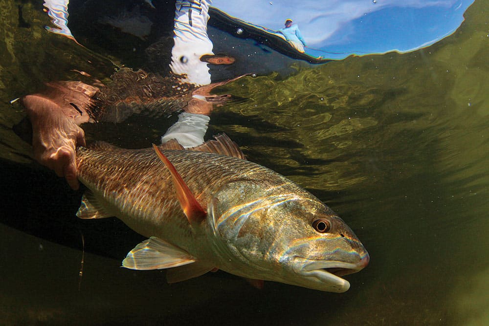 Releasing Redfish in Clear Water Boatside