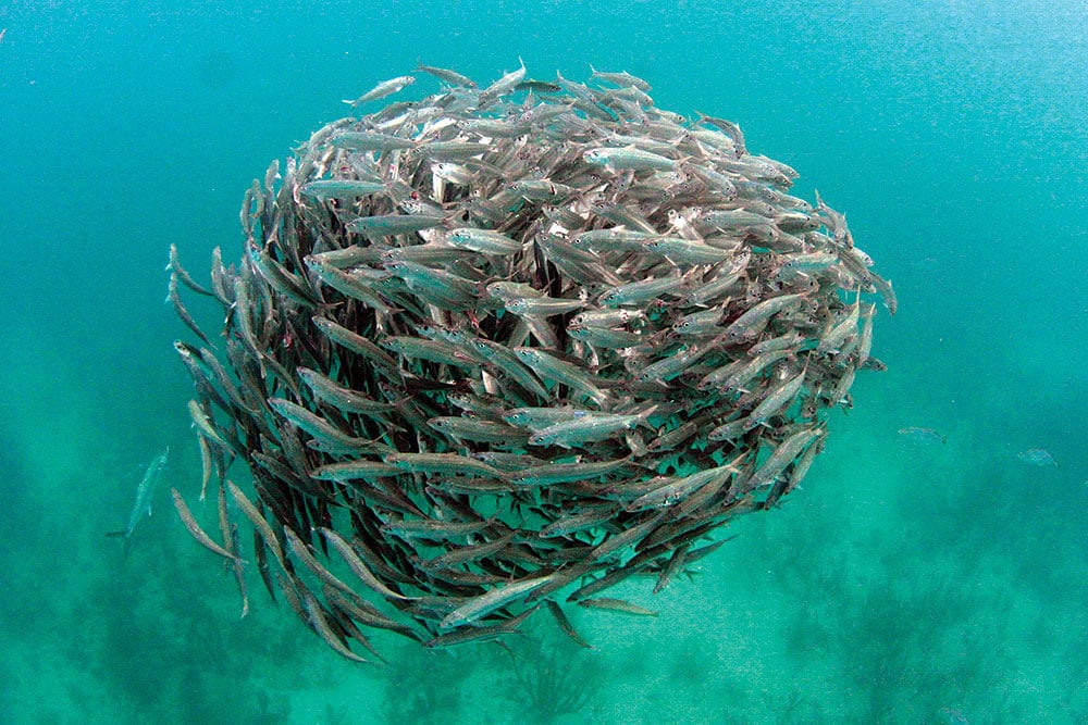 Bait Ball Midwater