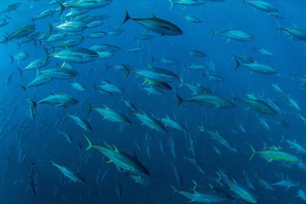 Underwater Tuna School