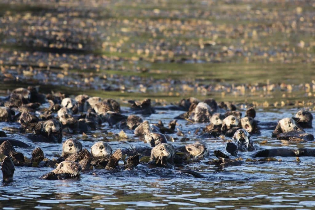 Sea otters abound at Kyuquot, British Columbia