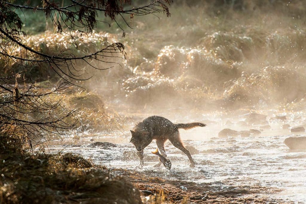 Unique pack of BC coastal wolves