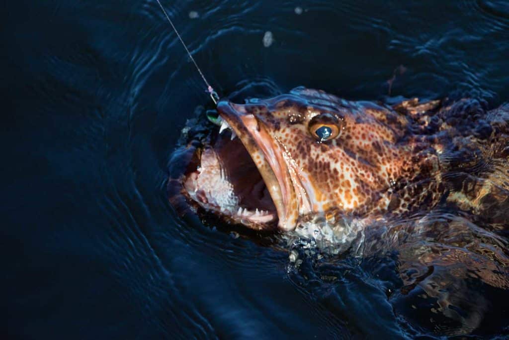 Closeup of a lingcod shows terrible teeth