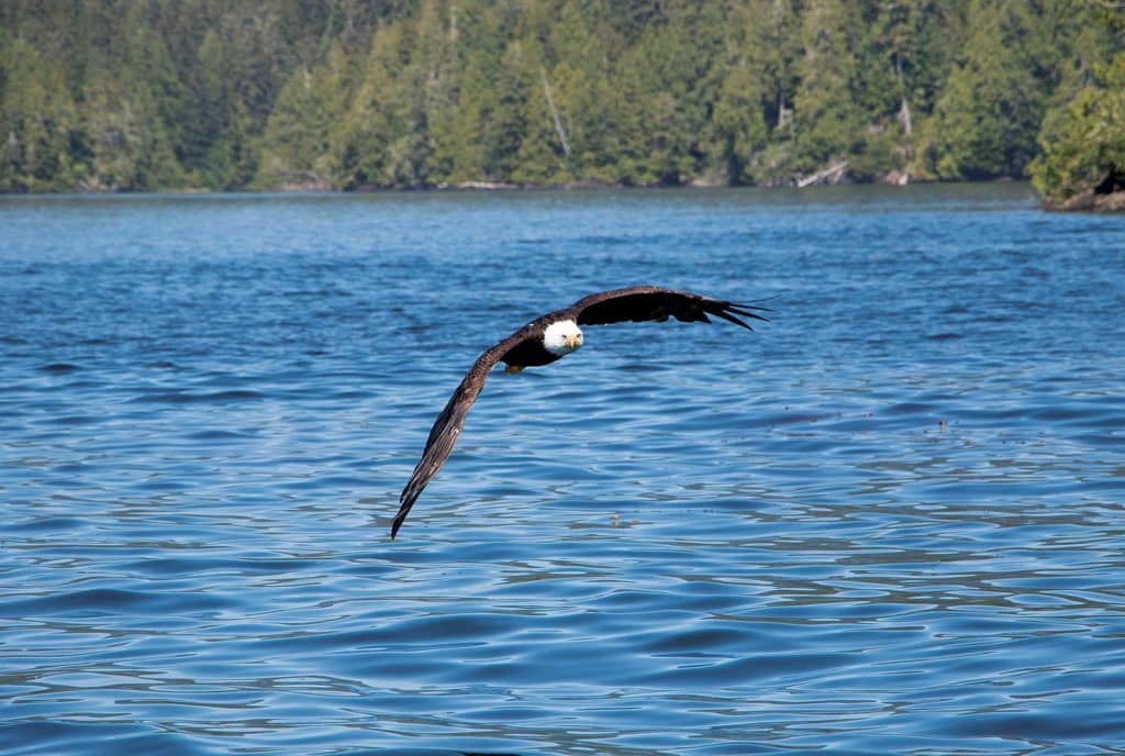A bald eagle zooms in to snatch a fish