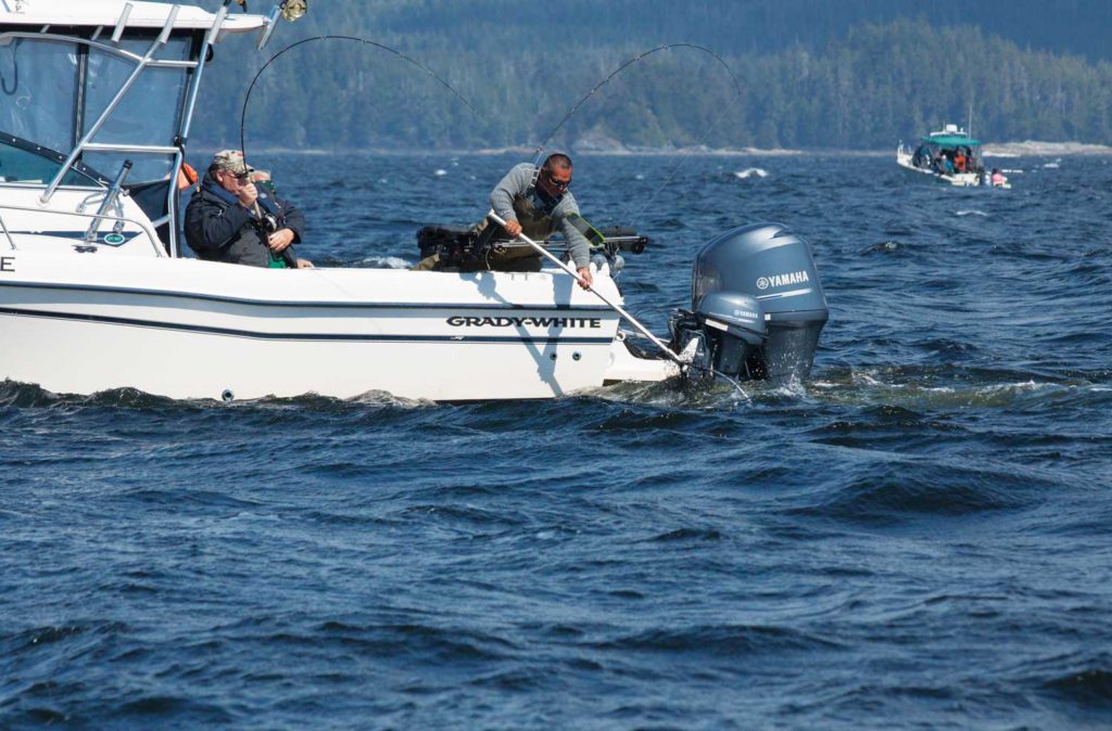 A guide nets a large salmon off Kyuquot Sound B.C.