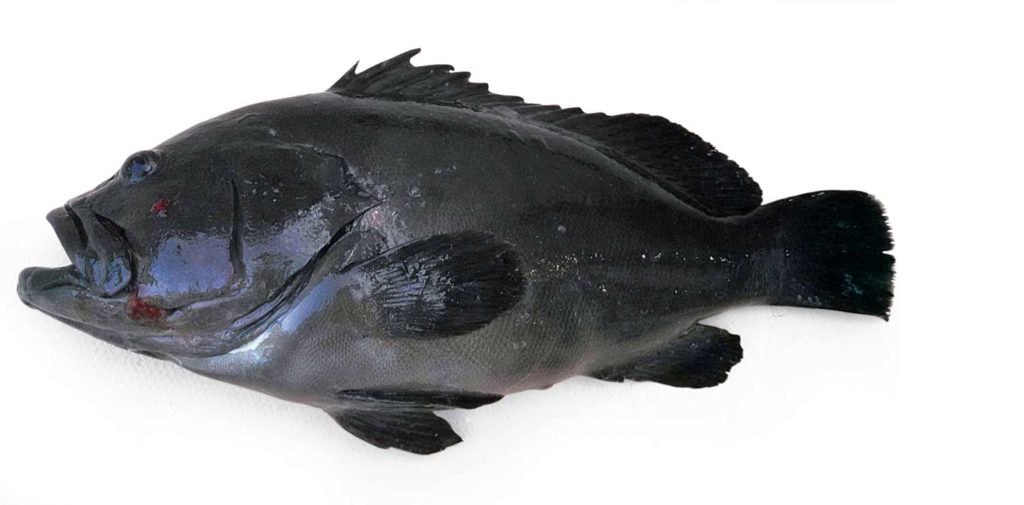 warsaw-grouper