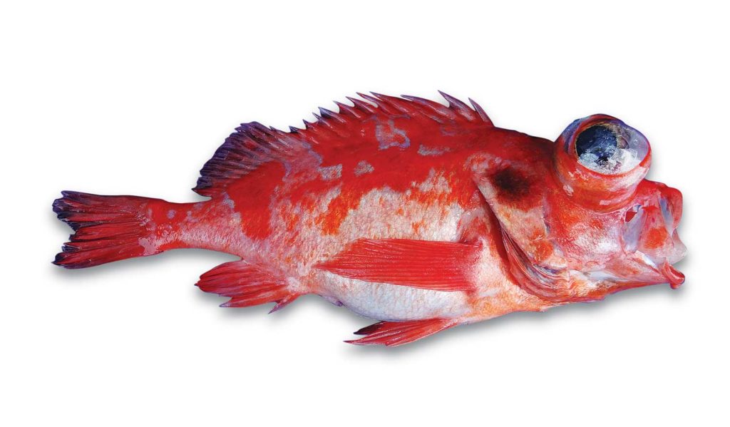 A species of rockfish from Japan