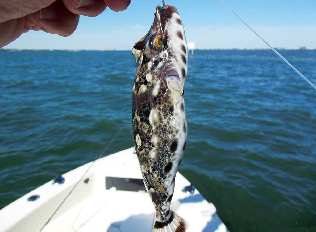 Bandtail Puffer