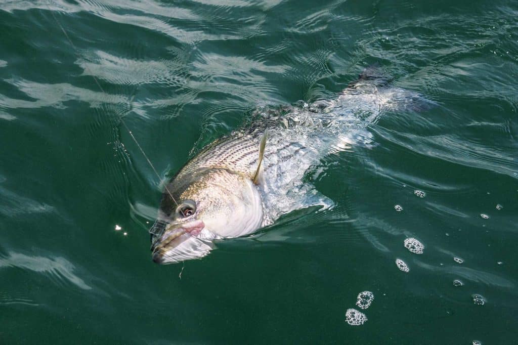 Giant Stripers and Bluefin off Block Island