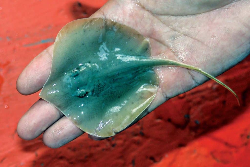 Dwarf Whipray