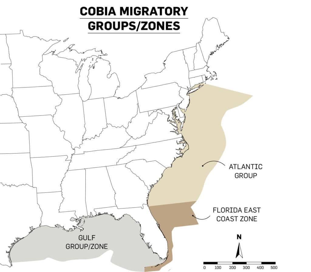 Sight-Fishing Cobia off North Carolina