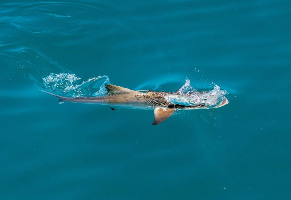 Sight-Fishing Cobia off North Carolina