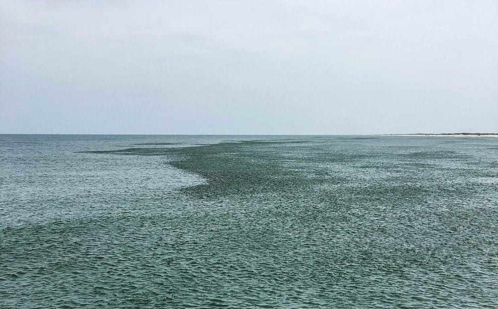 Sight-Fishing Cobia off North Carolina