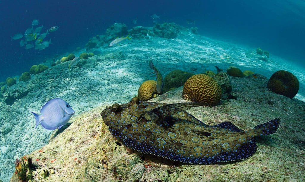 Peacock Flounder