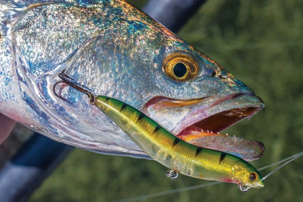 Topwater-Lure Tricks of the Inshore Experts