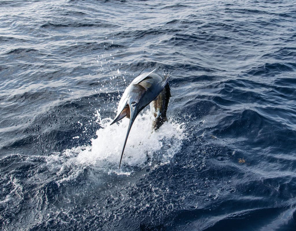 Sailfish jumping