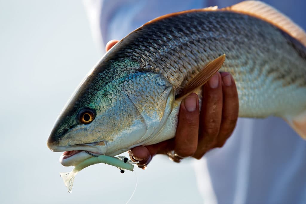 Properly rigged baits can help anglers avoid snags