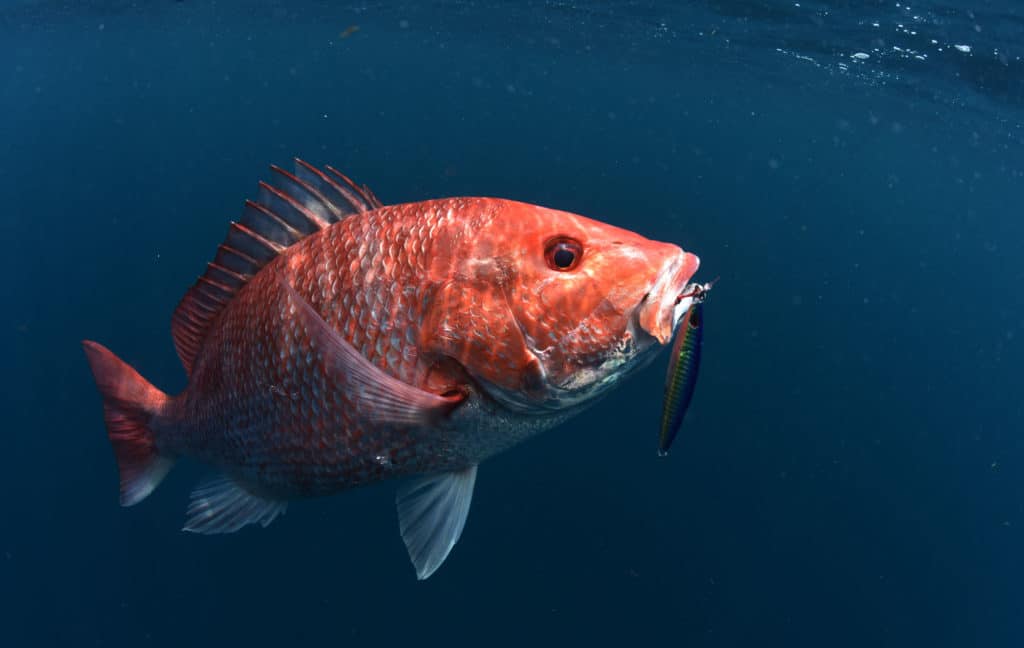 Red snapper on the hook