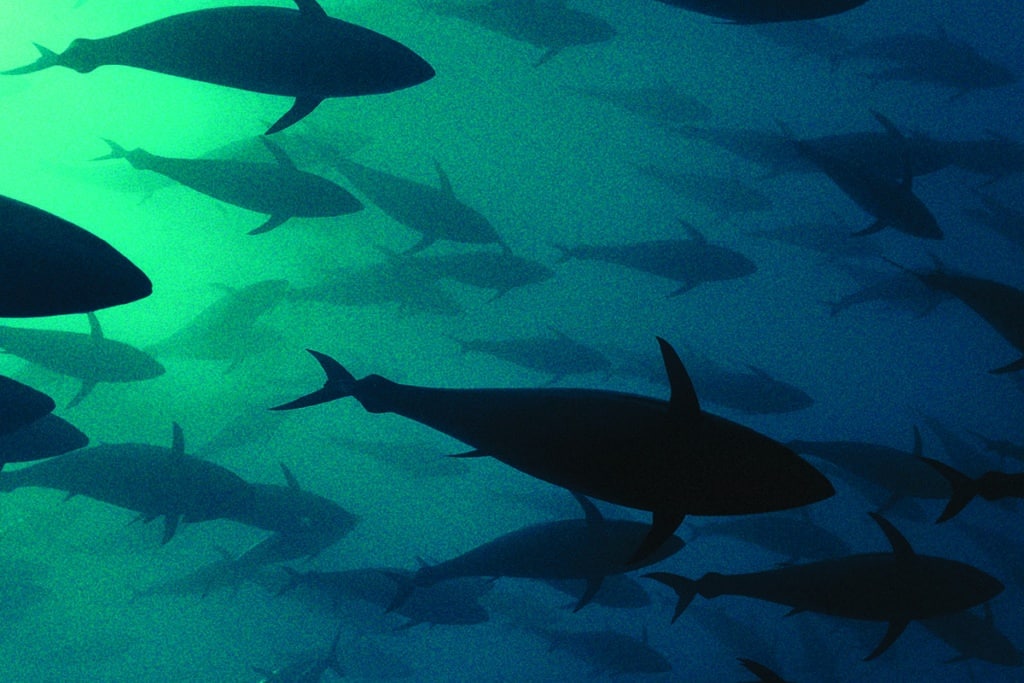 Bluefin tuna school underwater