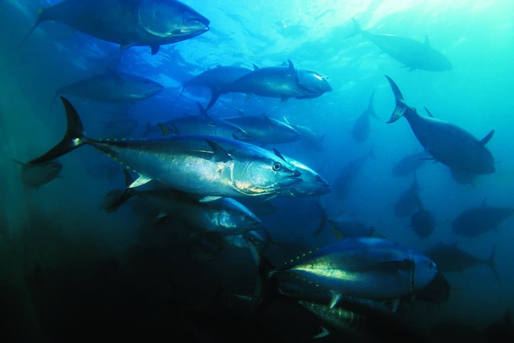 Underwater bluefin tuna school