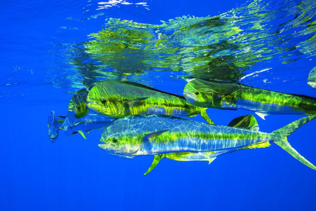 Fishing North Carolina's Outer Banks - a school of mahi